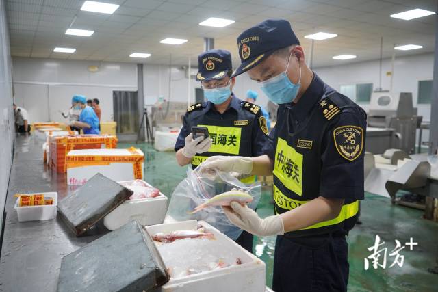 拱北海关所属香洲海关关员对供澳冰鲜水产品开展属地监管作业。摄影：石磊 陈永康
